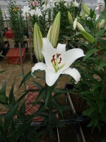 [5622 VH52 No01.JPG]